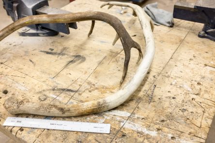 Barren ground caribou antler